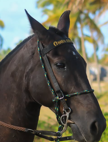 Cavalo